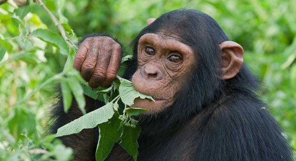 Chimpanzee Trekking