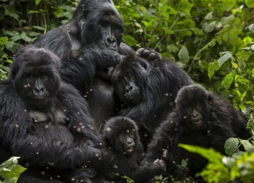 5 Days Murchison Falls and Gorillas in Bwindi