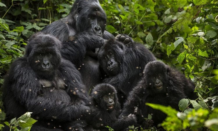 5 Days Murchison Falls and Gorillas in Bwindi