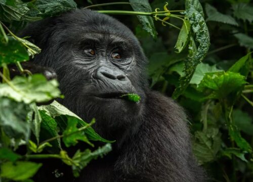 4-Days Bwindi Gorillas, Lake Mburo and Lake Bunyonyi Safari