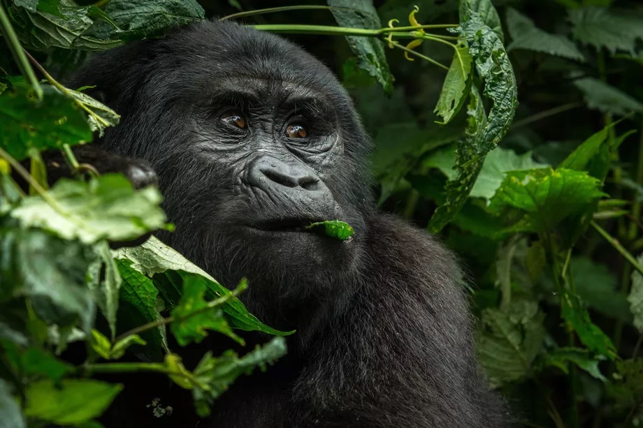 4-Days Bwindi Gorillas, Lake Mburo and Lake Bunyonyi Safari