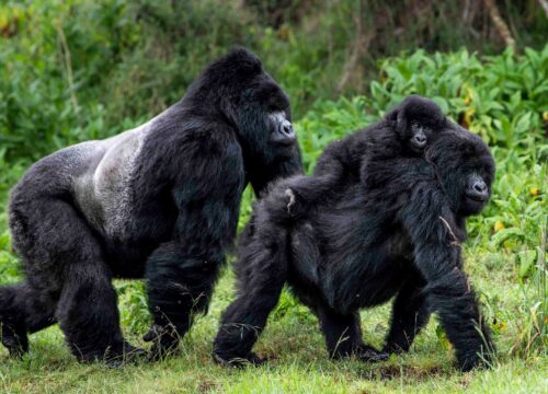 3 Days Uganda Gorilla Trekking From Kigali