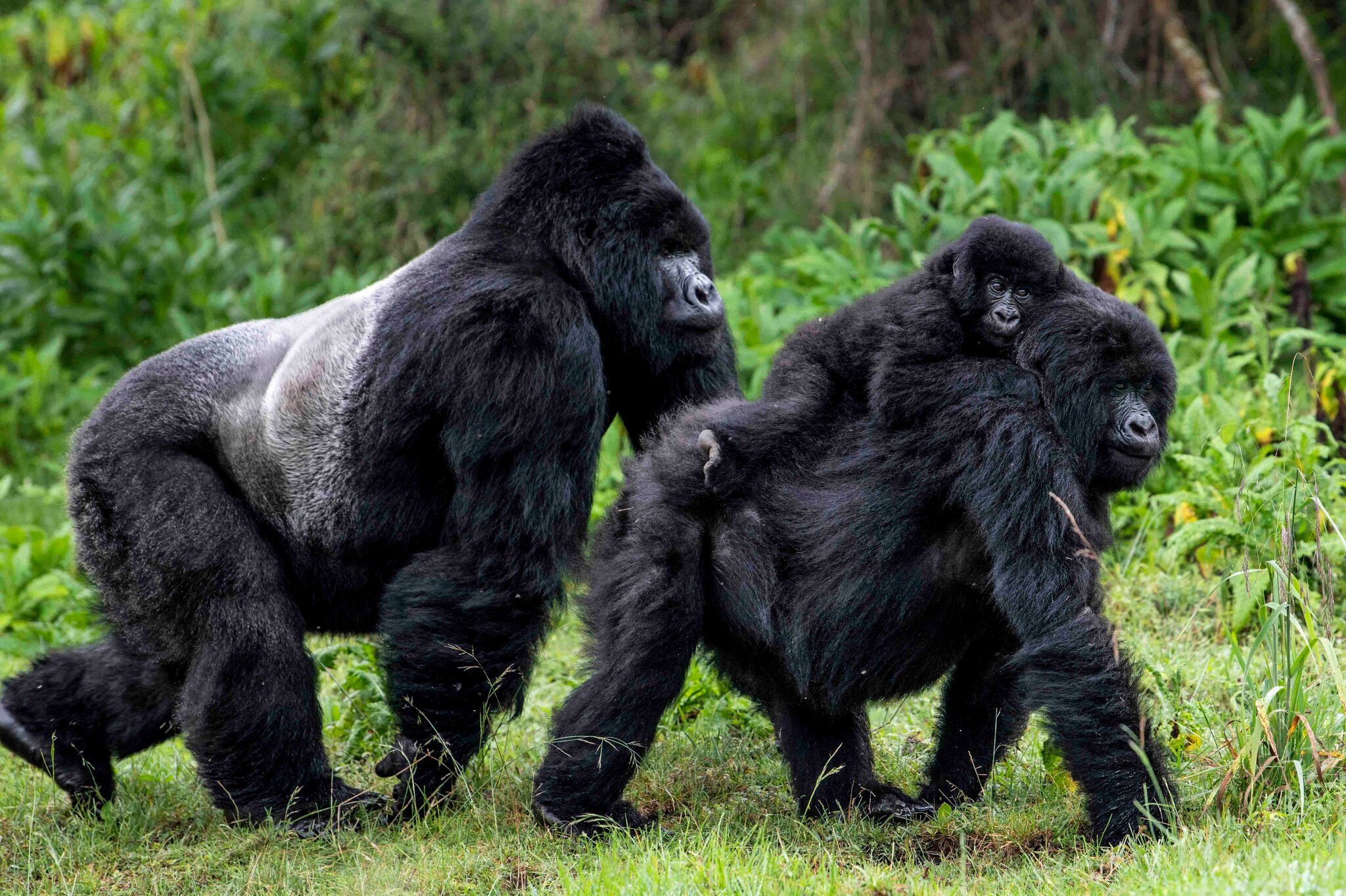 3 Days Uganda Gorilla Trekking From Kigali