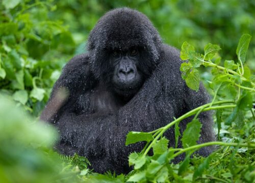 Discovering the Primates of Rwanda and Uganda