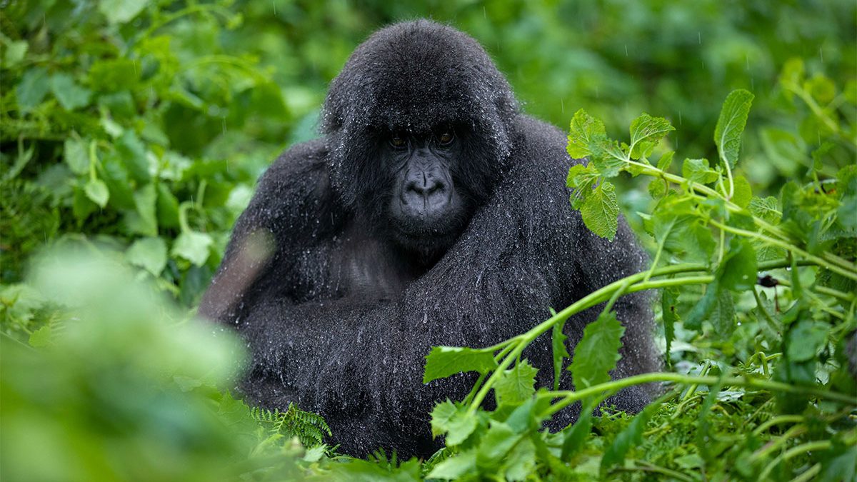 Primates of Rwanda and Uganda