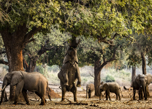 7 Days Mana Pools, Kariba & Matusadona Safari