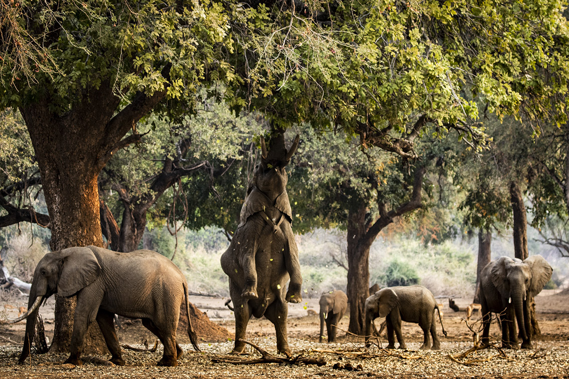 7 Days Mana Pools, Kariba & Matusadona Safari