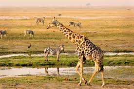 Chobe National Park - Ratel Safaris
