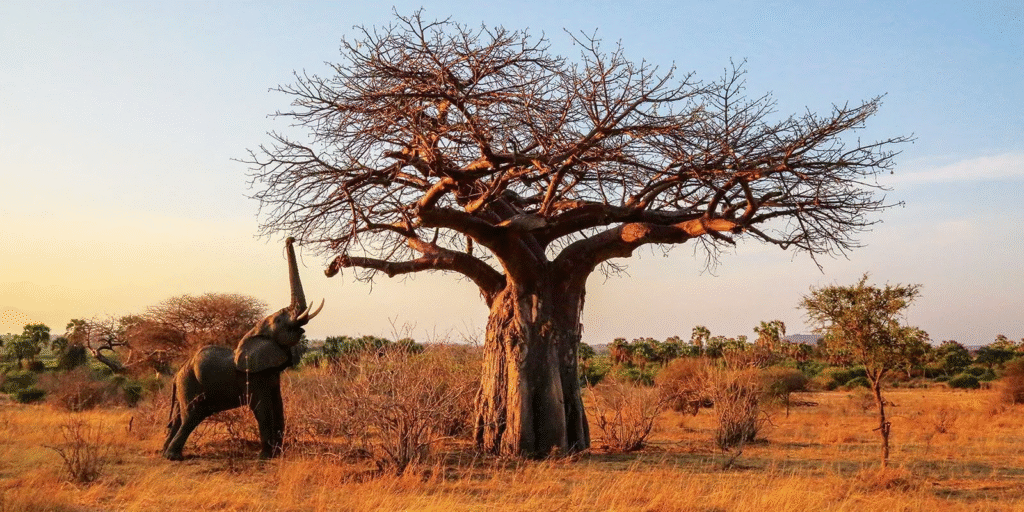 Best Safari Camps in Tanzania: A 2025 Insider's Guide