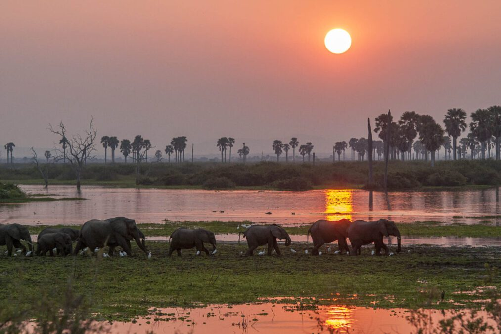 Best Safari Camps in Tanzania: A 2025 Insider's Guide