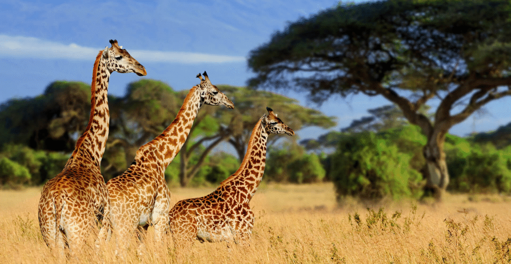 Best Safari Camps in Tanzania: A 2025 Insider's Guide