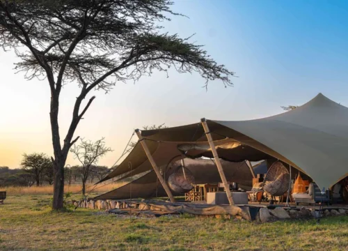 Best Safari Camps in Tanzania: A 2025 Insider’s Guide