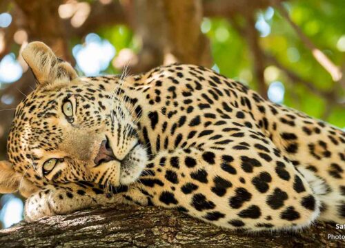 Top-Rated Tanzania Safari Experts for Unforgettable Wildlife Adventures [2025 Guide]