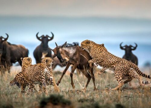 Serengeti or Masai Mara? Key Safari Differences You Must Know Before Booking