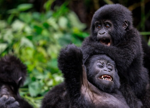 What to Expect When Gorilla Trekking in Bwindi