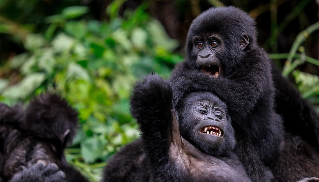 What to Expect When Gorilla Trekking in Bwindi