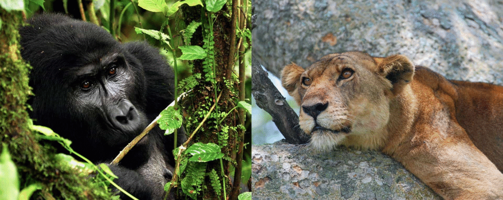 Best Time to Visit Uganda for a Safari