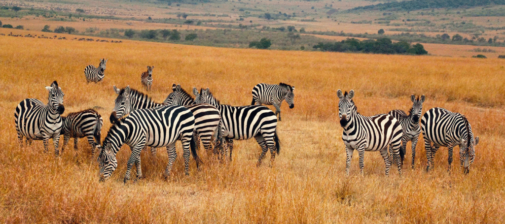Wildlife Safari in Kidepo Valley National Park