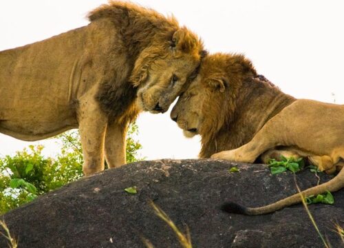 Wildlife Safari in Kidepo Valley National Park