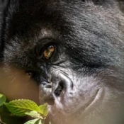 4 Days Double Gorilla Trekking in Uganda from Kigali