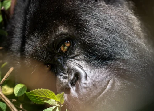 4 Days Double Gorilla Trekking in Uganda from Kigali