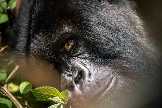 4 Days Double Gorilla Trekking in Uganda from Kigali