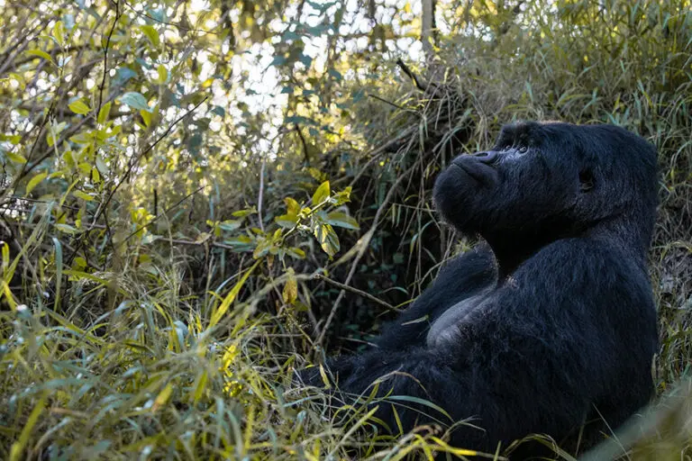 4 Days Double Gorilla Trekking in Uganda from Kigali