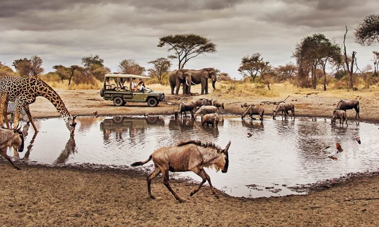 Best Time to Visit Serengeti