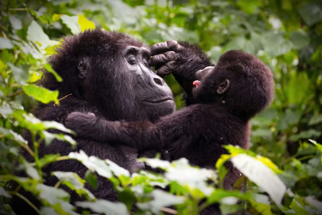 4 Days Uganda Safari