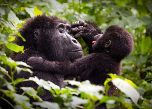 5 Days Double Gorilla Trekking Safari – Uganda and Rwanda