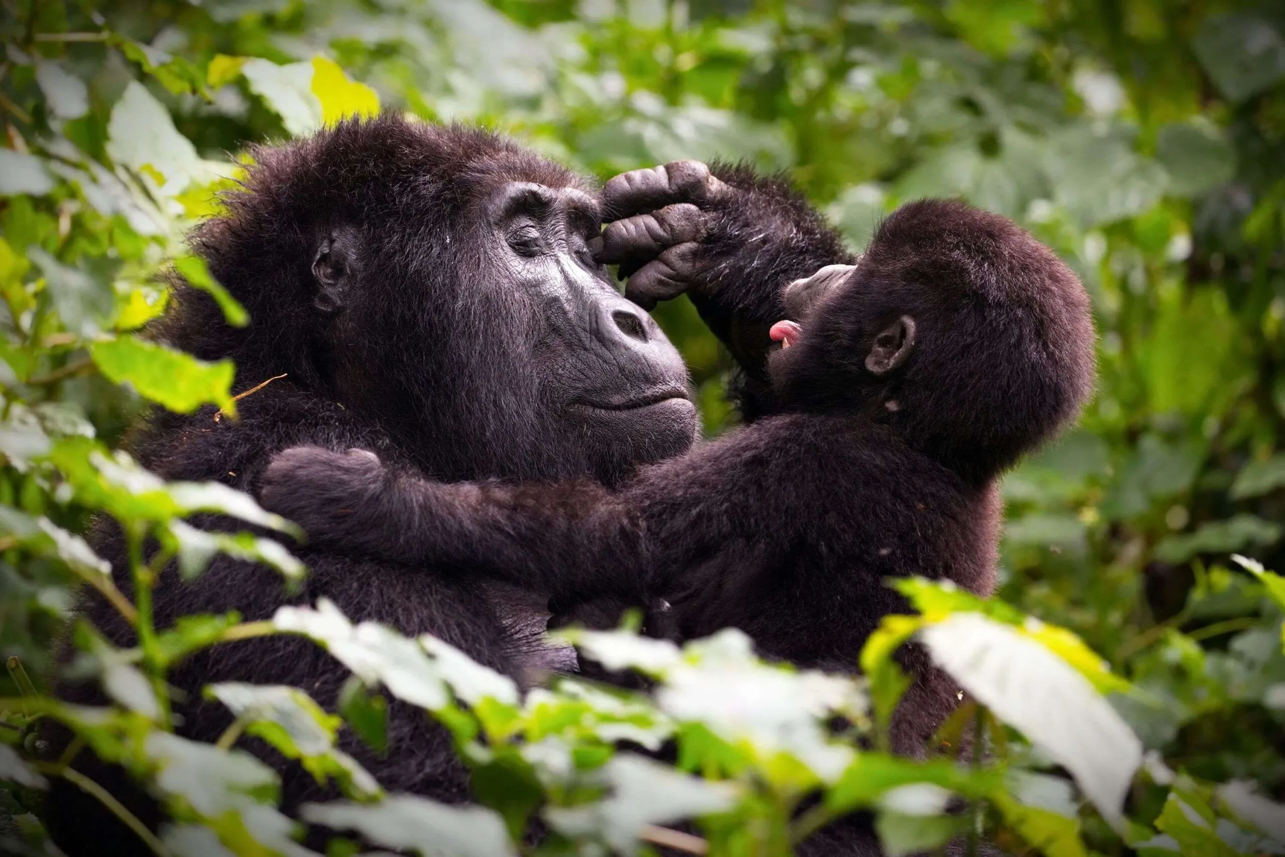 5 Days Double Gorilla Trekking Safari – Uganda and Rwanda