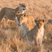 Best Time to Visit Tanzania – By Season