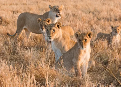 Best Time to Visit Tanzania – By Season