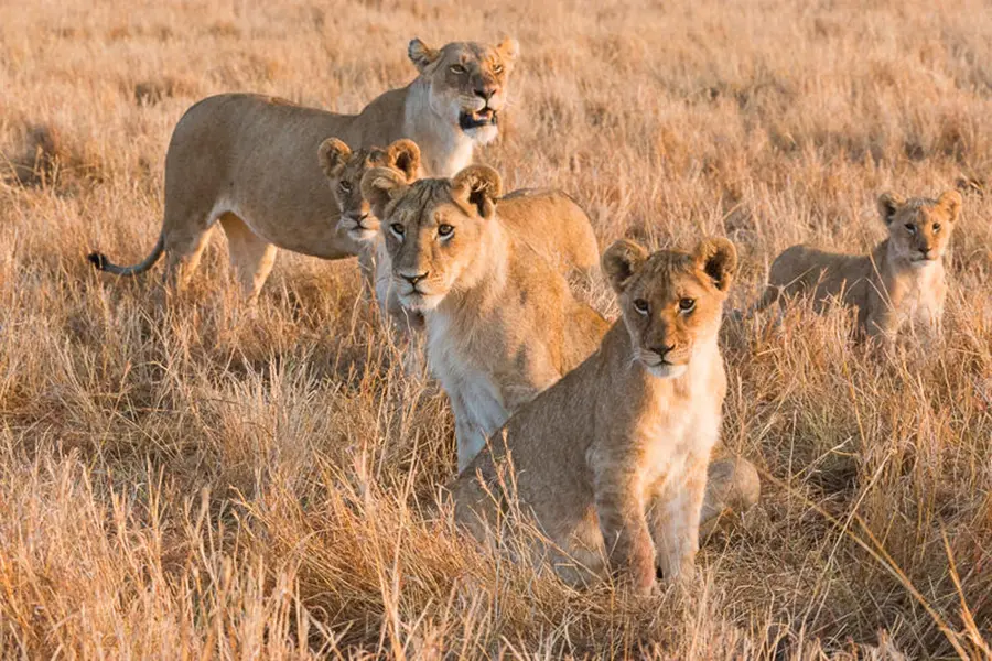 Where to See the Big Five in Africa