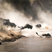 The Great Wildebeest Migration in Africa