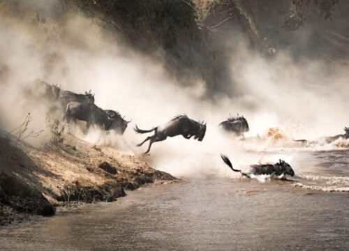 The Great Wildebeest Migration in Africa