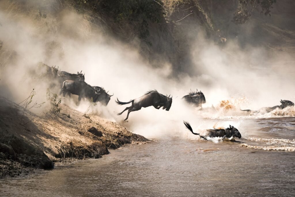 The Great Wildebeest Migration in Africa