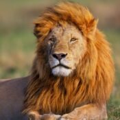 Serengeti National Park