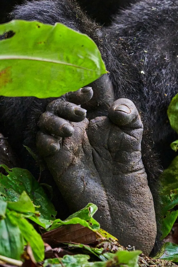 Gorilla Trekking in Rwanda