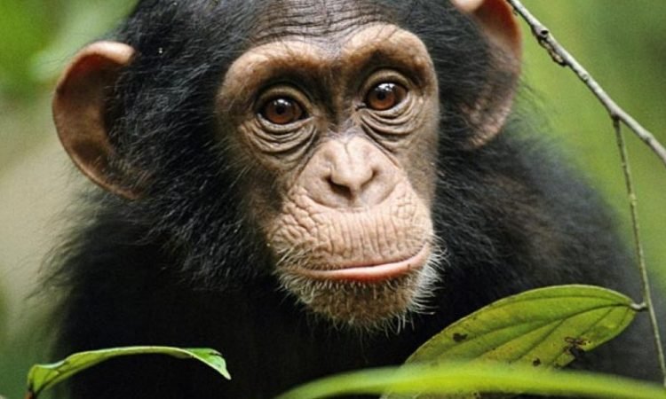 4 Days Mount Bisoke and Chimpanzee Tour