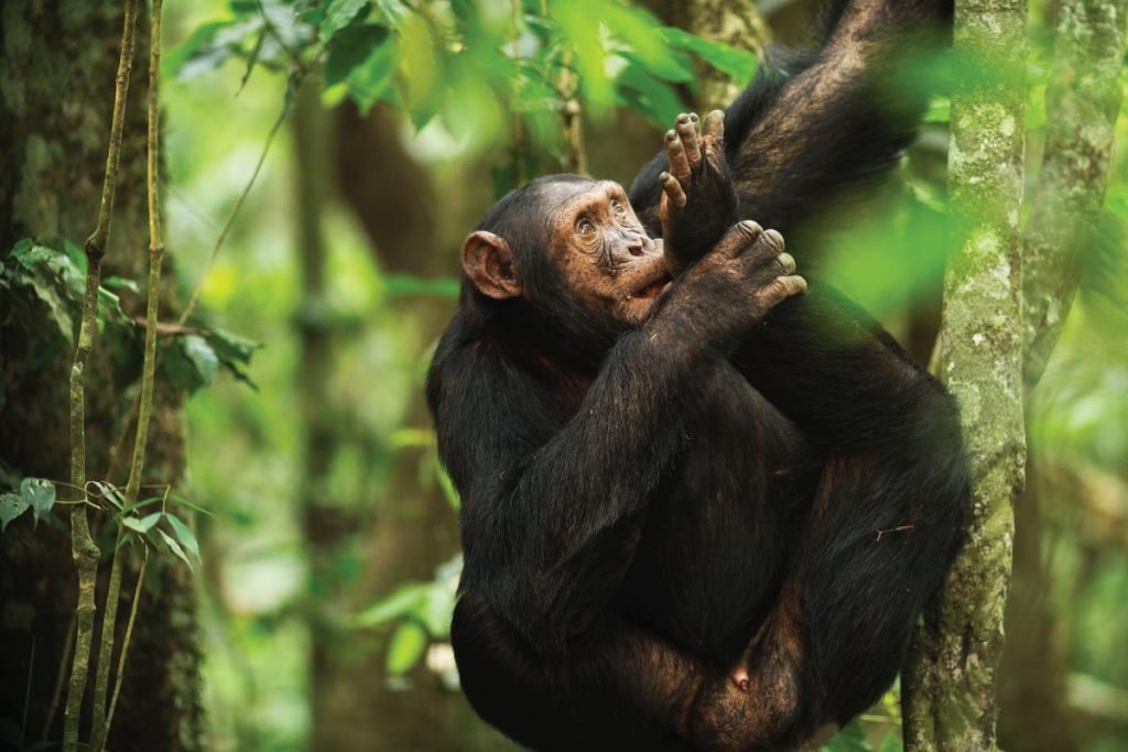 4 Days Mount Bisoke and Chimpanzee Tour