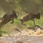 3 Days Serengeti and Ngorongoro Crater Safari