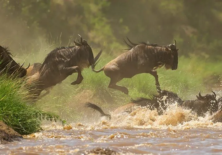 3 Days Serengeti and Ngorongoro Crater Safari