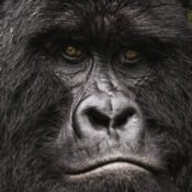 Is Gorilla Trekking Safe?