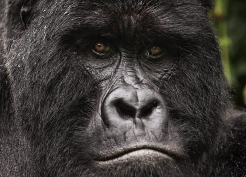 Is Gorilla Trekking Safe?