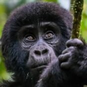6 Days Wild Uganda Safari
