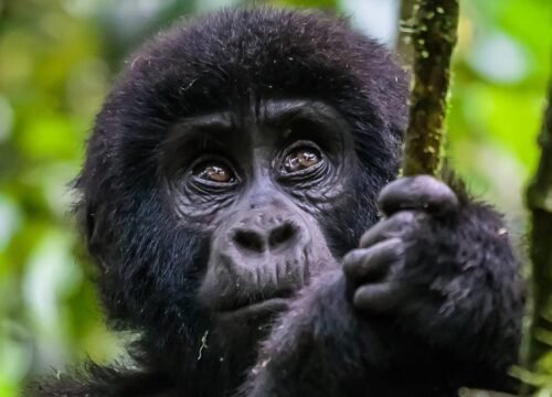 6 Days Wild Uganda Safari