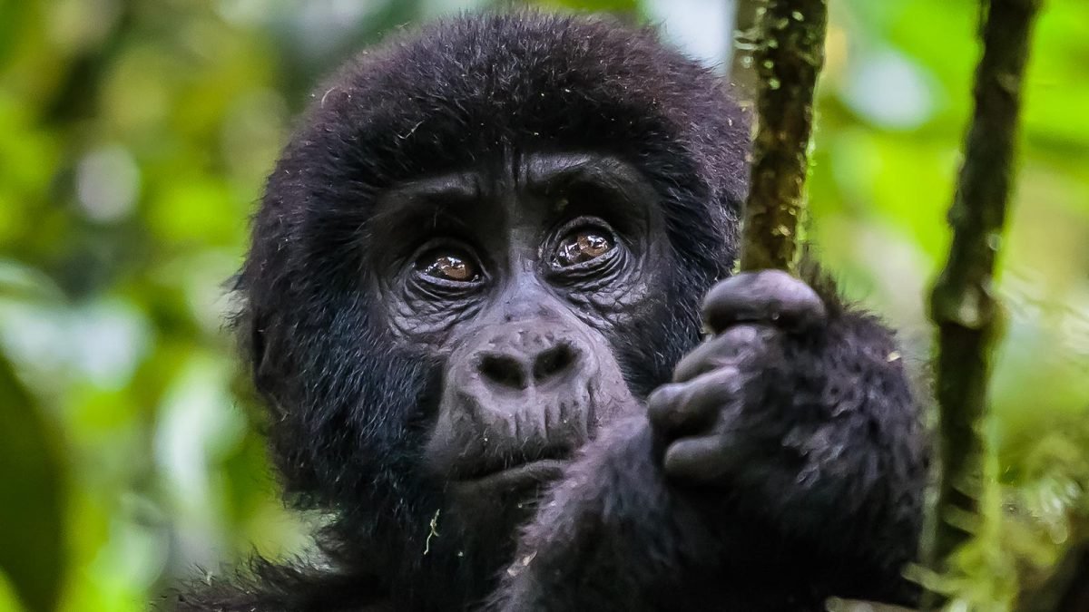 6 Days Wild Uganda Safari