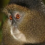 4 Days Gorillas and Golden Monkey Safari