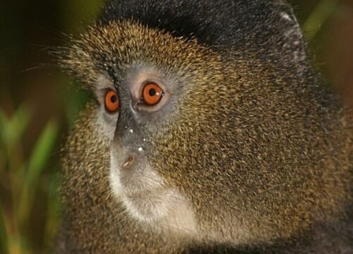 4 Days Gorillas and Golden Monkey Safari